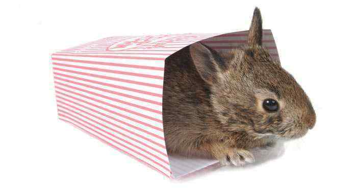 Rabbit